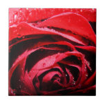 Wet Red Rose Flower Tile