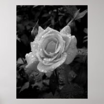 Wet Rose Posters