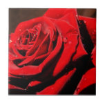 Wet Single Red Rose Flower Tile
