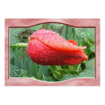 Wet Tulip 97 ~ ATC