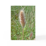 Wetland Grass Seedhead Note Card