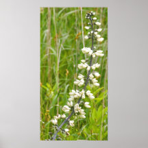 Wetland Plant Posters