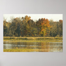 Wetland with autumn trees and ducks poster