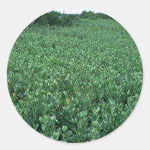 Wetlands, Black Mangrove Swamp Sticker