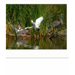 Wetlands Heron & Egrets Top t-shirts