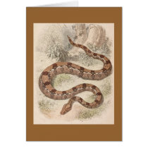 WH Freeman - Boa Constrictor Card