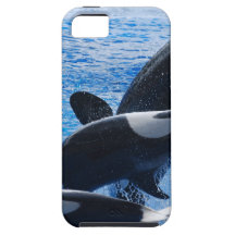 whale-77