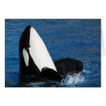 whale cards