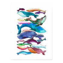 'Whale, Dolphin & Porpoise' Poster (Small - Large) posters