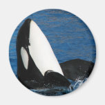 whale fridge magnets
