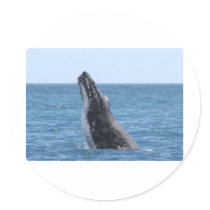 Whale Huggers Square Button Round Sticker