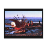 Whale Killer postcards