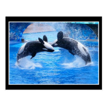 Whale Photo Postcard