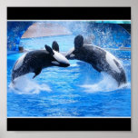 Whale Photo Poster Print
