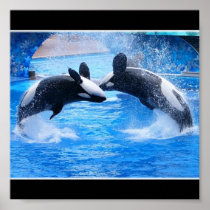 Whale Photo Poster Print