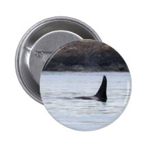Whale: Resident Orca Whale Killer Whale Pinback Buttons