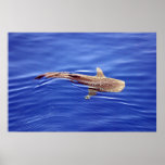Whale Shark Poster posters