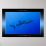 Whale Shark posters