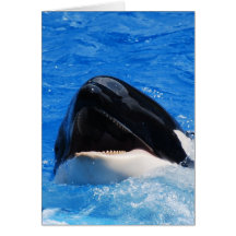 Whale Sounds Greeting Card