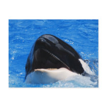 Whale Sounds Postcard