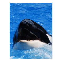 Whale Sounds Postcard