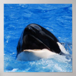 Whale Sounds Poster