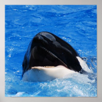 Whale Sounds Poster