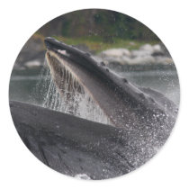 whale stickers