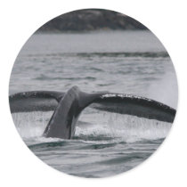 whale round sticker