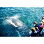 Whale Watching (Humpback) photo sculptures