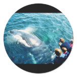 Whale Watching (Humpback) stickers