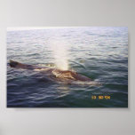Whale's blowhole posters