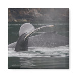 Whales magnets