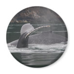 whales magnets