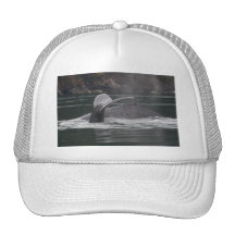 whales mesh hats