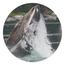 whales