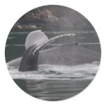 whales stickers