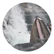 whales