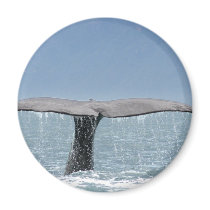 Whale's Tail  Magnet