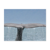 Whale's Tail  Postcard