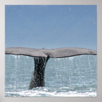Whale's Tail Poster 