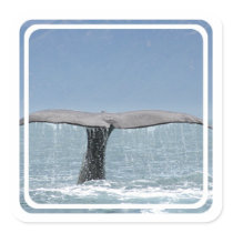 Whale's Tail  Stickers