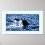 Whaleshower Poster