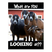 "What are YOU Looking at??" Postcard