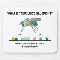 What Is Your Life's Blueprint? (Gene Expression)