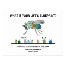 What Is Your Life's Blueprint? (Gene Expression) Postcards