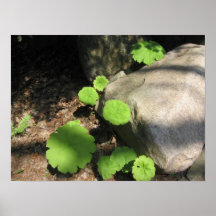 What Lies Beneath the Rocks Print