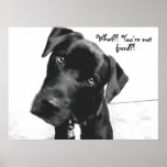What?! You're not, fixed?! Print