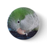 Whatcha Doin'? Quaker Parakeet buttons