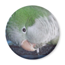 Whatcha Doin'? Quaker Parakeet Refrigerator Magnets